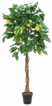 Europalms Zitronenbaum 150cm
