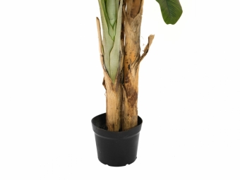 Europalms Bananenbaum 240cm