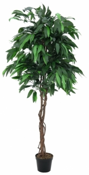 Europalms Mango 180cm