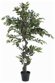 Europalms Ficus Waldbaum 110cm