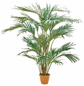 Europalms Kanarische Dattelpalme 240cm