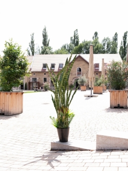 Europalms Sukkulenten-Mix 190cm