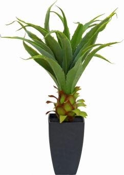 Europalms Agave im Topf 75cm