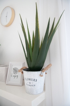 Europalms Aloe-Vera Pflanze 60cm