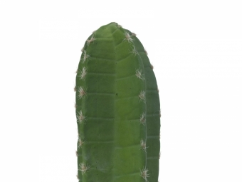 Europalms Mexikanischer Kaktus 97cm
