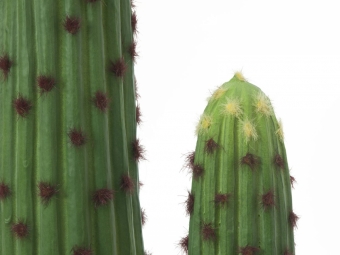 Europalms Mexikanischer Kaktus 117cm
