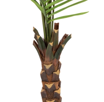 Europalms Cycasrohr Palme, 280cm