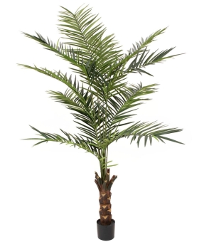 Europalms Kentia Palme, 240cm