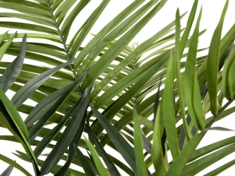Europalms Kentia Palme, 240cm