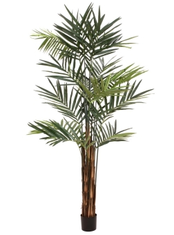 Europalms Kentia Palme, 300cm