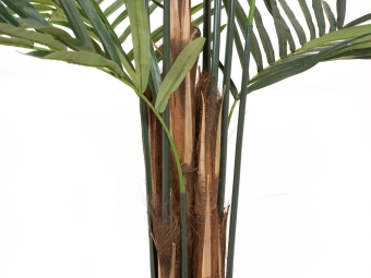 Europalms Kentia Palme, 300cm