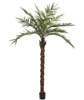 Europalms Kentia Palme deluxe, 300cm