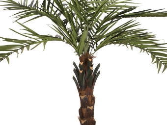 Europalms Kentia Palme deluxe, 300cm