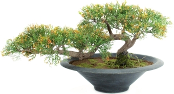 Europalms Bonsai-Zeder 40cm