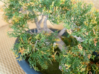 Europalms Bonsai-Zeder 40cm