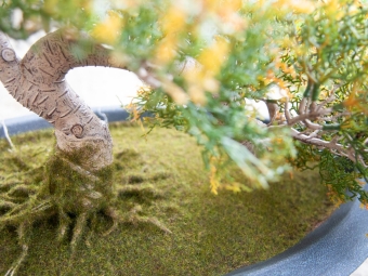 Europalms Bonsai-Zeder 40cm