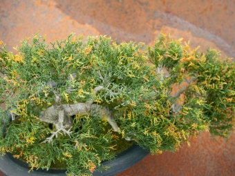 Europalms Bonsai-Zeder 40cm