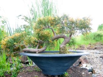 Europalms Bonsai-Zeder 40cm