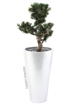 Europalms Bonsai Podocarpus, 80cm