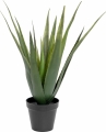 Europalms Aloe-Vera Pflanze 60cm Europalms Aloe-Vera Pflanze 60cm