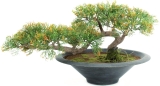 Europalms Bonsai-Zeder 40cm