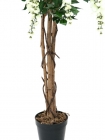 Europalms Goldregenbaum weiß 150cm