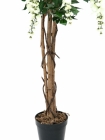 Europalms Goldregenbaum weiß 180cm