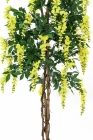 Europalms Goldregenbaum gelb 150cm