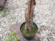 Europalms Zitronenbaum 180cm