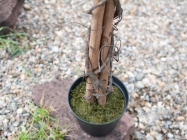 Europalms Zitronenbaum 180cm