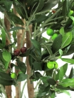 Europalms Olivenbaum 250cm, 2-stämmig