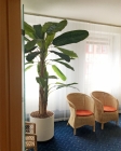 Europalms Bananenbaum 240cm