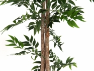Europalms Ficus Longifolia 165cm