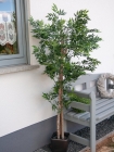 Europalms Ficus Longifolia 165cm