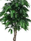 Europalms Mango 180cm