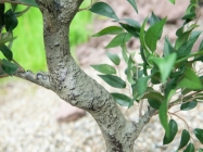 Europalms Ficus Waldbaum 110cm