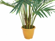 Europalms Kanarische Dattelpalme 240cm