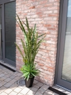 Europalms Sukkulenten-Mix 190cm