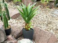 Europalms Agave im Topf 75cm