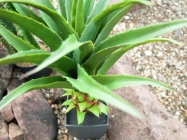 Europalms Agave im Topf 75cm