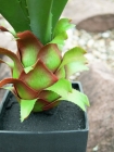 Europalms Agave im Topf 75cm