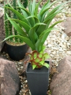 Europalms Agave im Topf 75cm