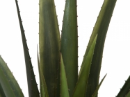 Europalms Aloe-Vera Pflanze 60cm