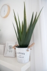 Europalms Aloe-Vera Pflanze 60cm