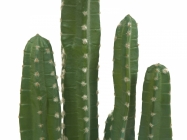 Europalms Mexikanischer Kaktus 123cm