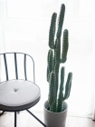 Europalms Mexikanischer Kaktus 123cm