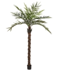 Europalms Kentia Palme deluxe, 300cm