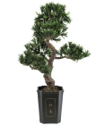 Europalms Bonsai Podocarpus, 80cm